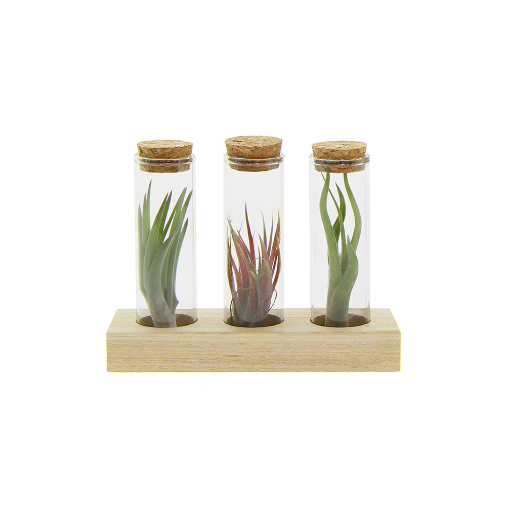 Airplant - Trio tube & wood