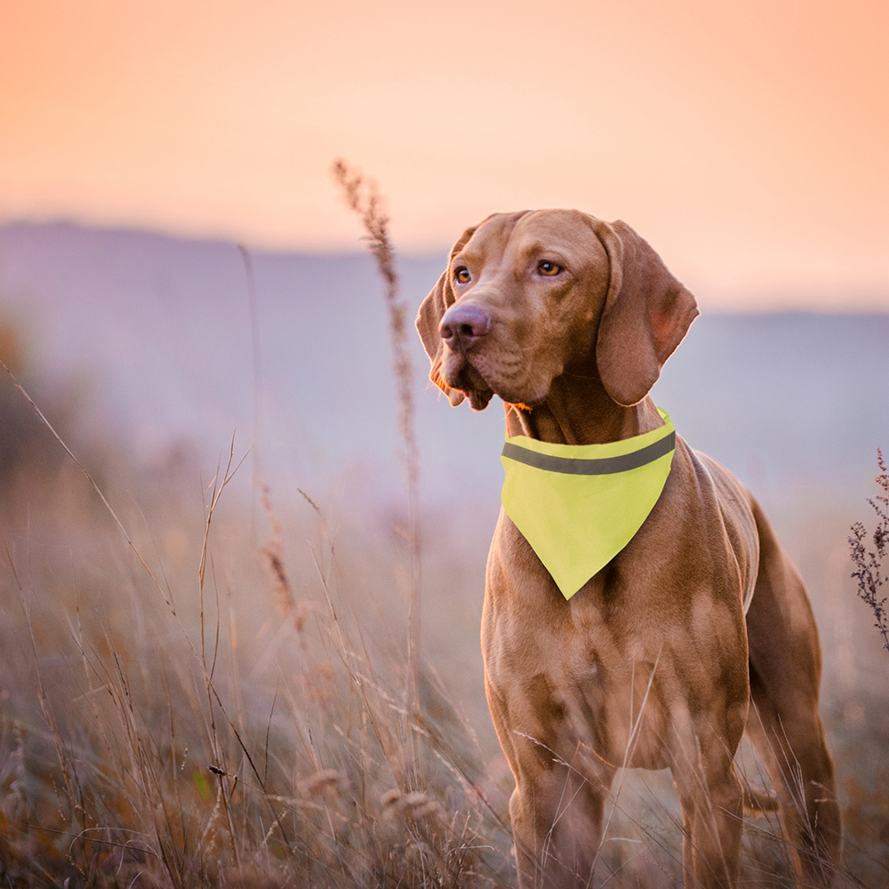 Dieren Halsdoek-Halsband Bipols
