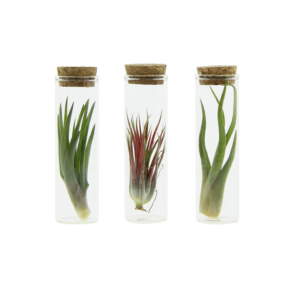 Airplant - Glass bottle small