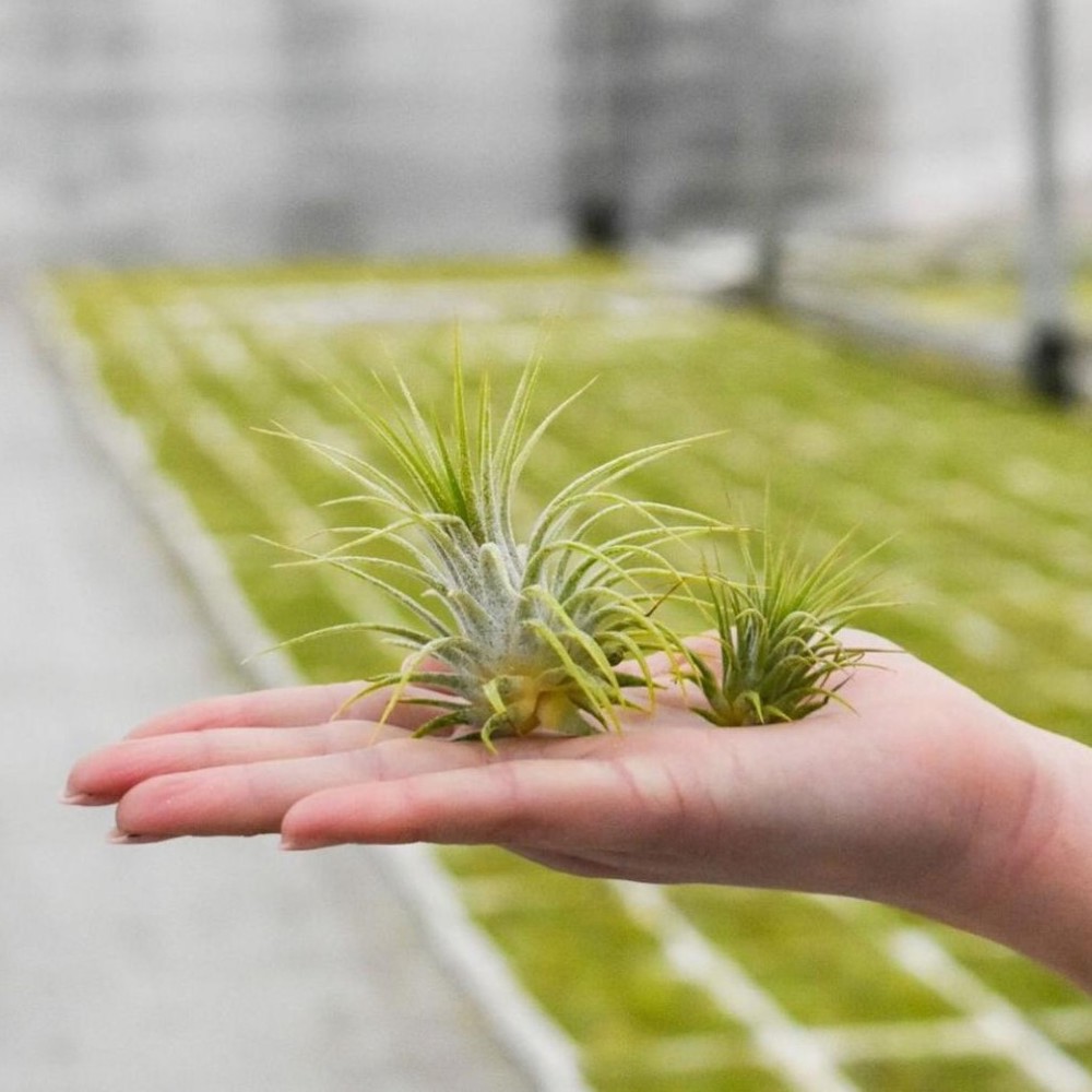 Airplant - Glass bottle square