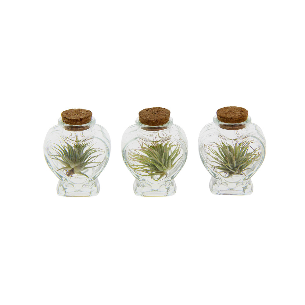 Airplant - Heart
